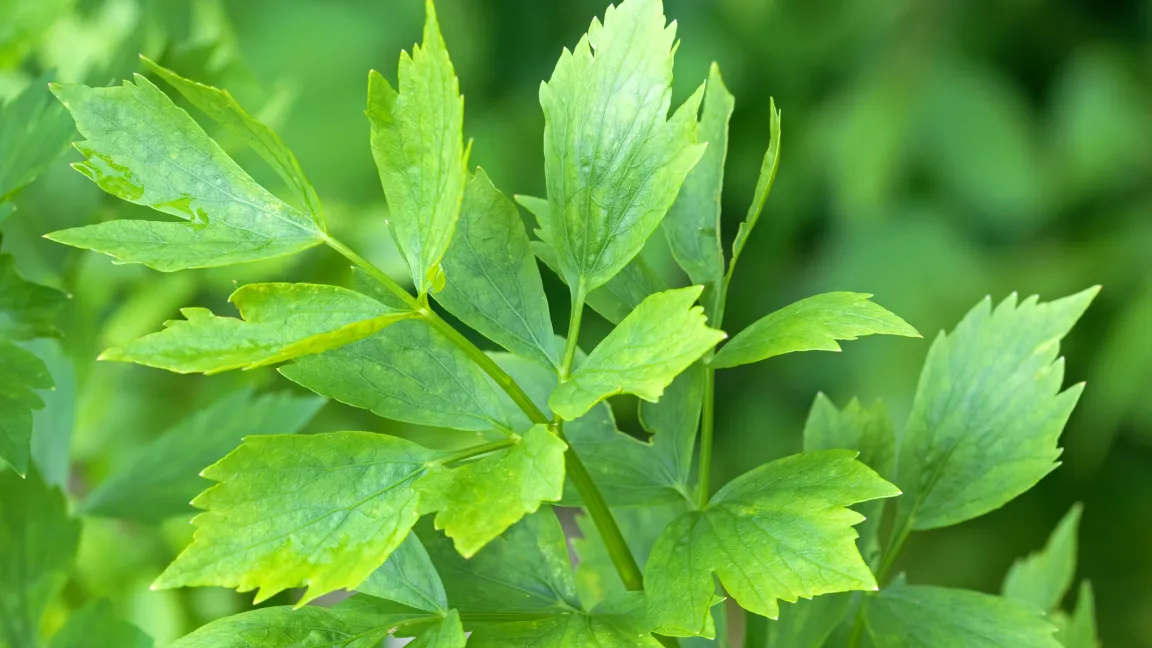 Liebstöckel ist ein besonderes Würz- und Heilkraut mit langer Tradition. Foto: istock