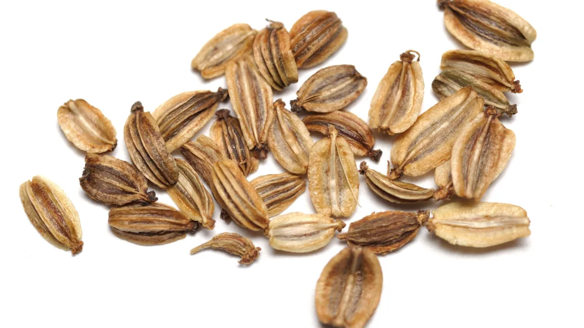 Auch die Samen des Maggikrauts sind sehr aromatisch. Foto: Shutterstock