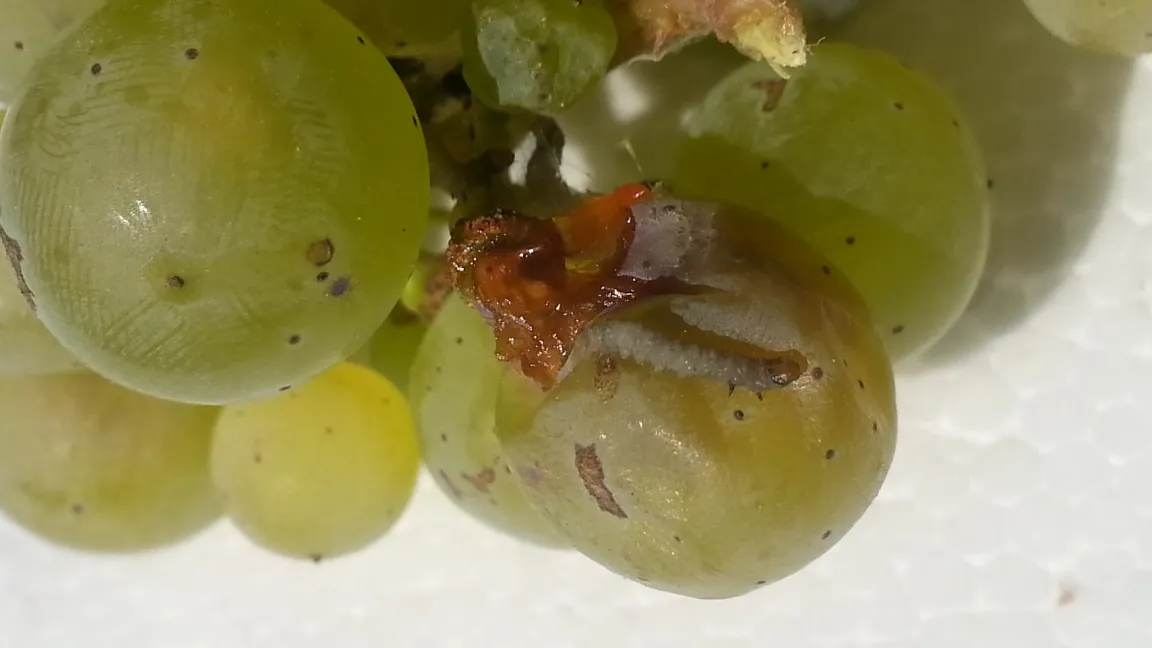 Traubenwicklerlarve (Lobesia botrana) an einer Rieslingtraube. Foto: Moustafa Selim