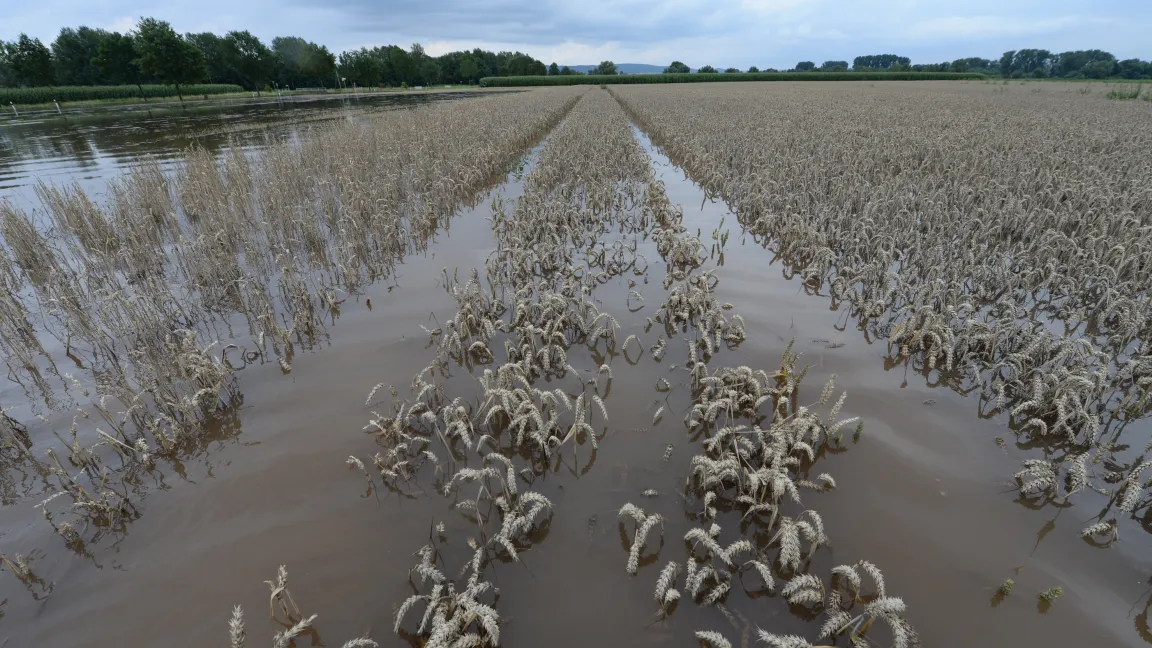 Bundesweit fielen rund 130 Liter Regen pro Quadratmeter, was 163 Prozent des durchschnittlichen Juli-Niederschlags entspricht. Einige Äcker wurden überflutet. Foto: landpixel