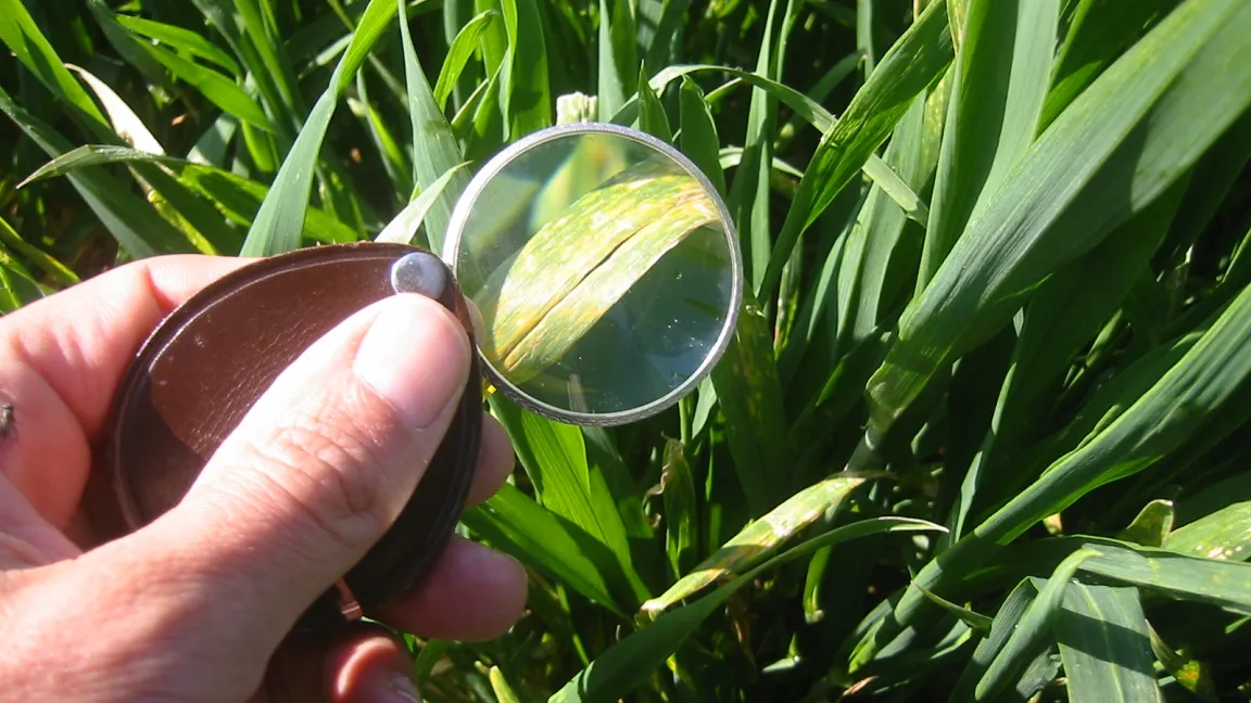 Oft zeigt sich erst bei genauer Betrachtung der Blätter, ob Blattverfärbungen von Schaderregern oder Witterungsstress ausgelöst werden. Foto: Matthias Wiedenau