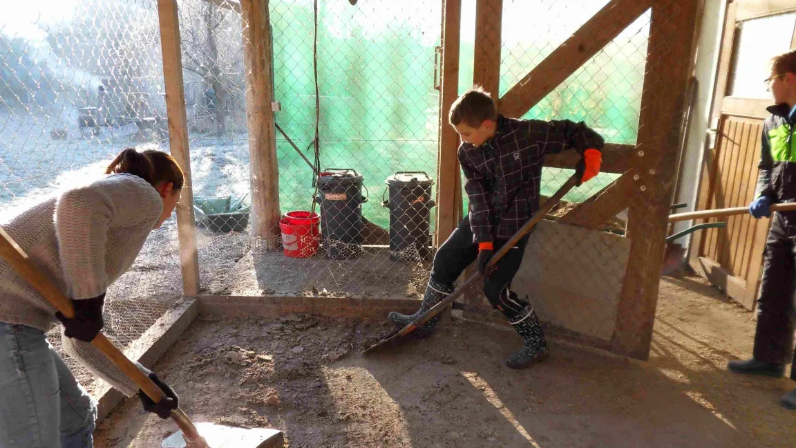 Die Kinder arbeiten in Kleingruppen in allen Bereichen des Betriebs, wie hier im Stall. Foto: Schulbauernhof Pfitzingen