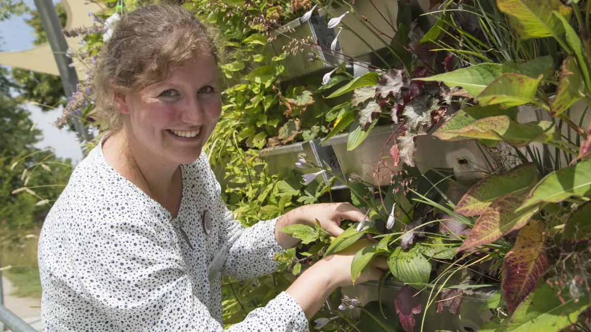 Versuchsingenieurin Johanne Bohl hat die Bepflanzung der grünen Wände immer im Blick. Dabei kommen nicht nur Arten zum Einsatz, die sich bei Fassadenbegrünungen bereits bewährt haben. Mit Wald-Astern oder Kerzen-Knöterich stehen auch neue Arten auf dem Prüfstand, die hinsichtlich Hitzetoleranz und Kühlwirkung getestet werden. Foto: LWG Veitshöchheim