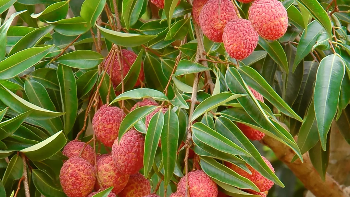 Zwei bis 30 Früchte befinden sich an einem Blütenstand. Foto: Fotolia