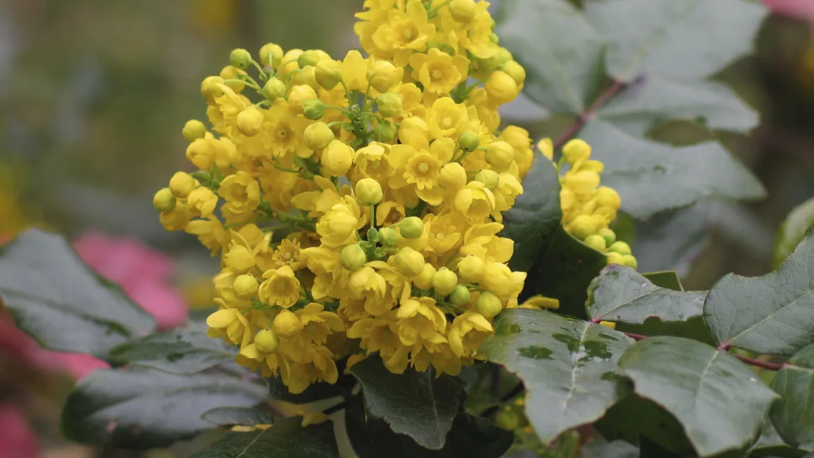 Mahonien sind ideale Gartenpflanzen - immergrün, mit schönen Blüten und auch Früchten. Allerdings werden auch sie von Krankheiten befallen. Foto: Istock