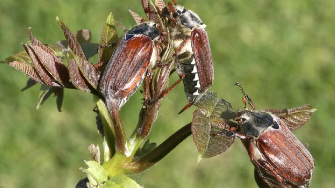 Maikäfer können Bäume richtiggehend kahlfressen. Foto: Fotolia