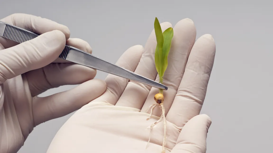 Durch gentechnische Verfahren können Grundnahrungsmittel mit Nährstoffen angereichert werden. Foto: iStock