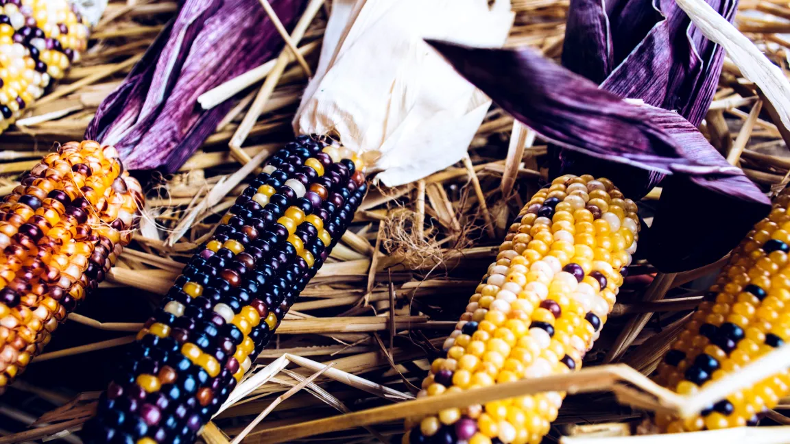 Die bunt schimmernden Maiskörner sind ein schönes Beispiel für genetische Diversität. Foto: Fotolia