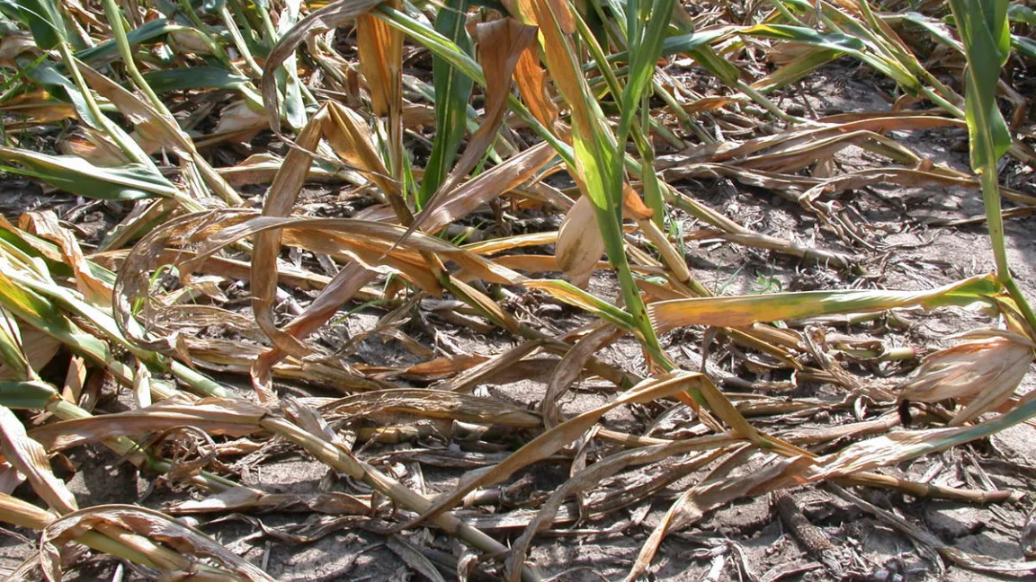 Fraßschäden durch den Maiswurzelbohrer können verheerend sein und zu beträchtlichen Ernteausfällen führen. Foto: Michael Gray, University of Illinois