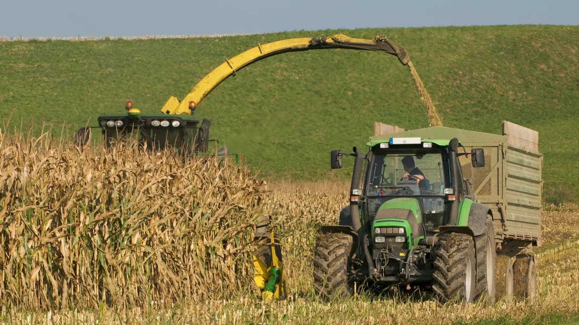 Im Maisanbau dominieren heute Hybridsorten. Dank des Heterosis-Effekts bringen diese höhere Erträge als offen abblühende Sorten. Foto: Fotolia
