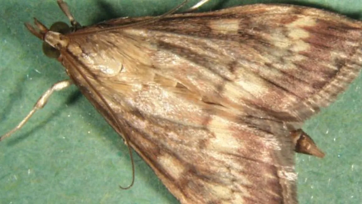 Der unscheinbare Maiszünsler ist der wichtigste Maisschädling. Foto: Biosicherheit