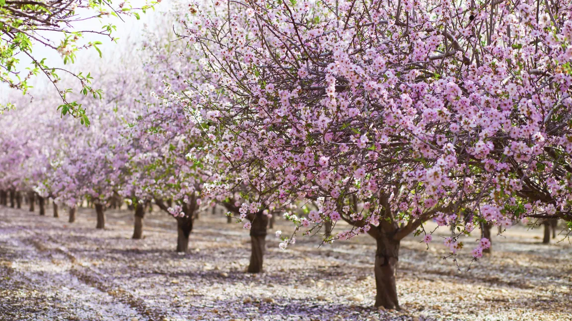 Die Mandelblüte auf Mallorca ist legendär und lockt im Februar viele Touristen an. Foto: Fotolia
