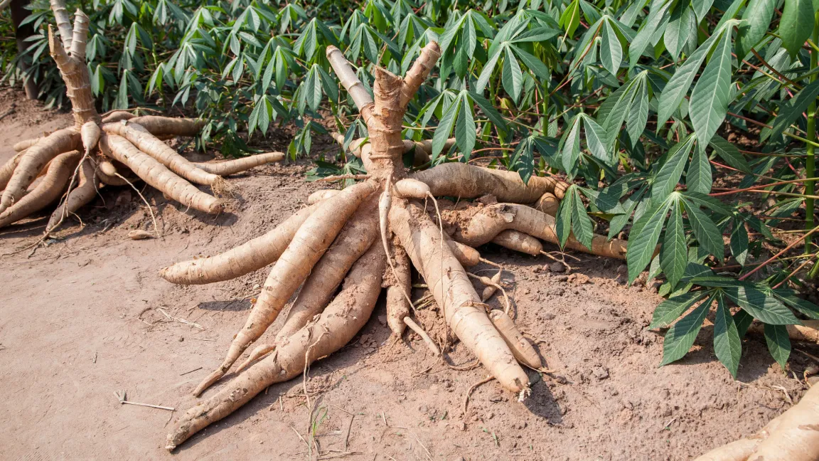 Sowohl die Blätter als auch die Wurzelknollen des Manioks werden verzehrt. Doch die Pflanze enthält nur geringe Mengen an Vitamin B6. Foto: Fotolia