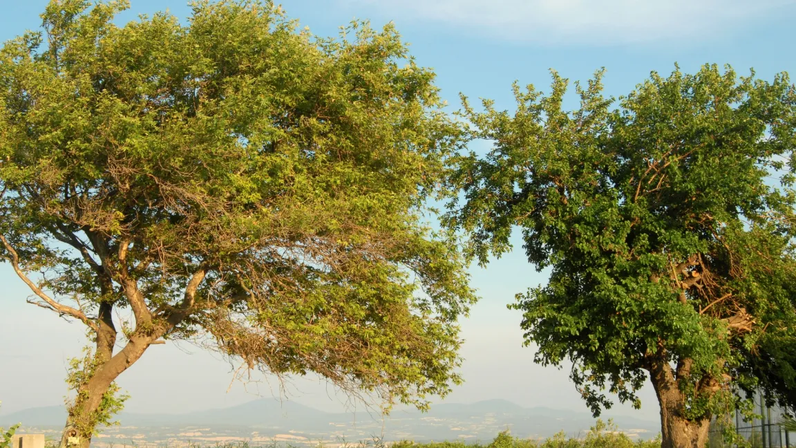 Maulbeerbäume werden bis zu 15 Meter hoch und brauchen viel Platz. Foto: istock