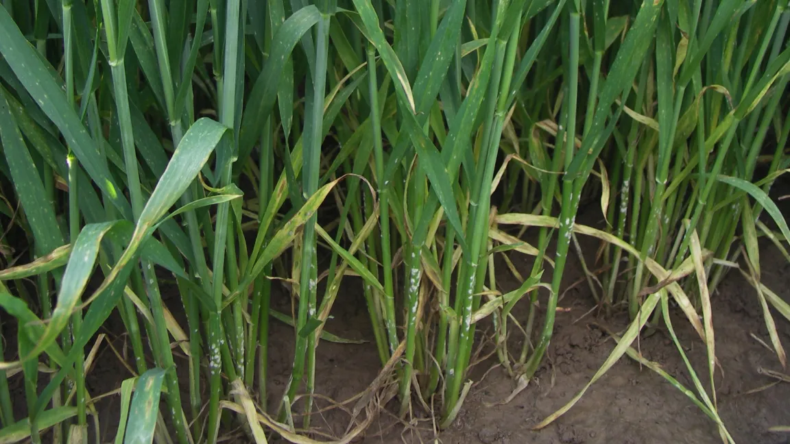 Mehltau ist eine der Pilzkrankheiten im Getreidebau, dessen tägliche Infektionswahrscheinlichkeit flächendeckend über alle Anbaugebiete simuliert werden kann. Foto: Matthias Wiedenau