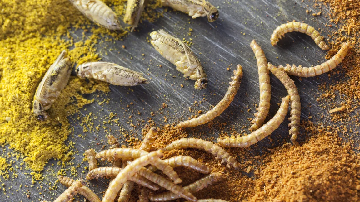 Auch wenn es den einen oder anderen bei diesem Anblick schüttelt: Für immer mehr Menschen werden Insekten auf dem Teller zu einer ernsthaften Protein-Alternative. Foto: Fotolia