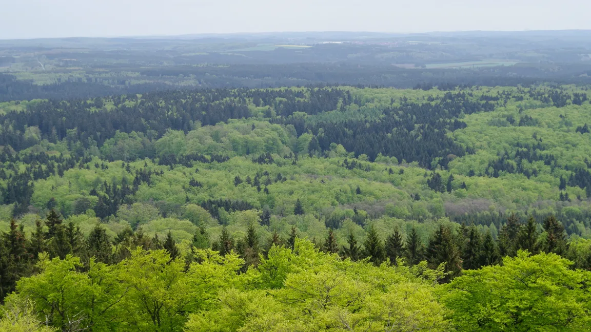 Seit 1984 erheben die Bundesländer jährlich den Zustand der Wälder. Von 2014 bis 2015 hat er sich kaum verändert. Foto: Fotolia