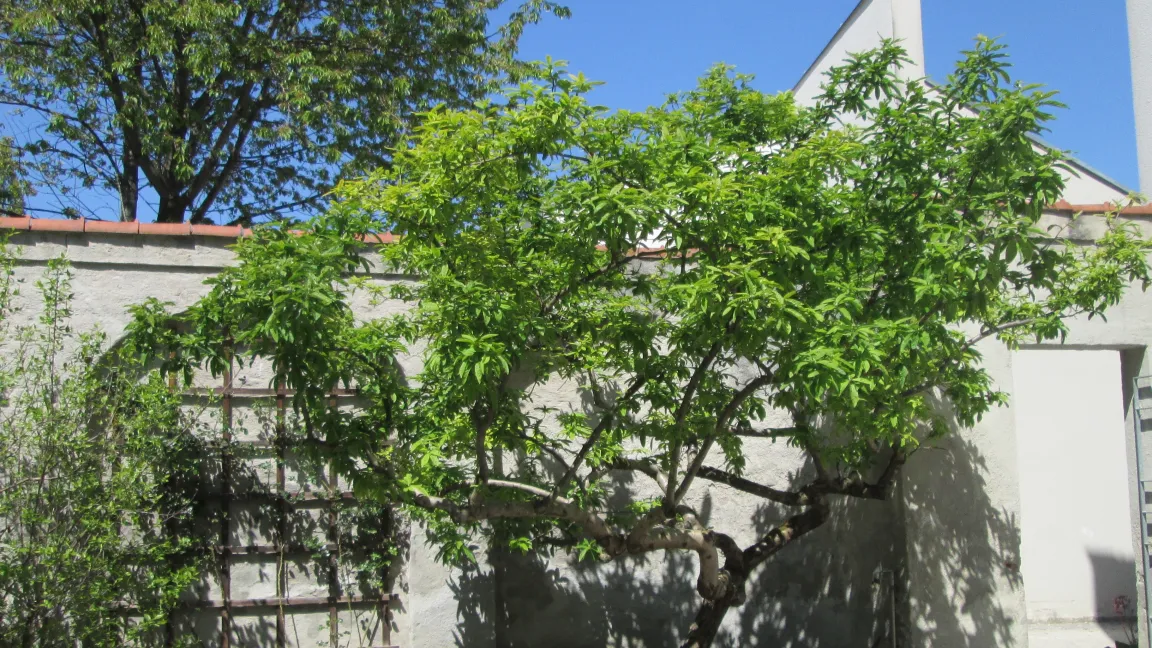 Eine Mispel auf dem Gelände des ehemaligen Klosters Weihenstephan, auf dem heute die Bayerische Staatsbrauerei angesiedelt ist.  Foto: IVA