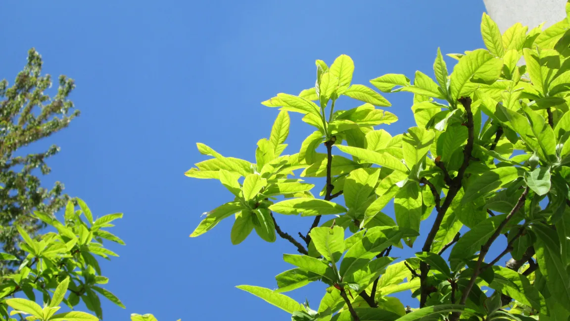 Üppig grüner Blattschmuck zeichnet das Rosengewächs aus. Foto: IVA
