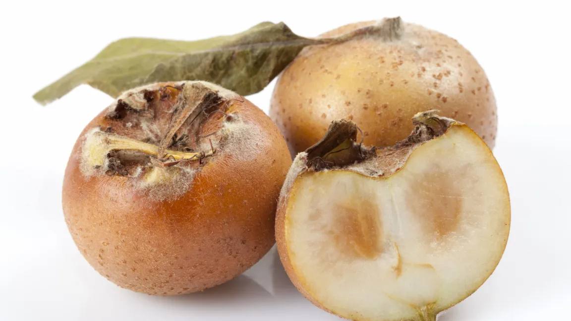 Die reifen Früchte haben einen fruchtig-herben Geschmack und gelten als entzündungshemmend.  Foto: istock