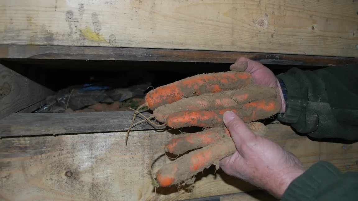 Am besten lagert man sie in einer Sandkiste im Keller ein. Foto: www.meine-moehren.de