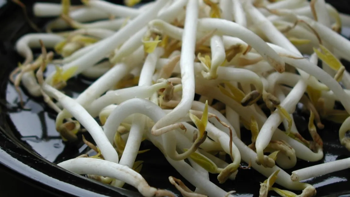 Mungobohnensprossen können als Rohkost verwendet und müssen nicht erhitzt werden, weil sie im Gegensatz zu anderen Bohnen oder Erbsen kein Phasin enthalten. Foto: S. Rossmann / Pixelio