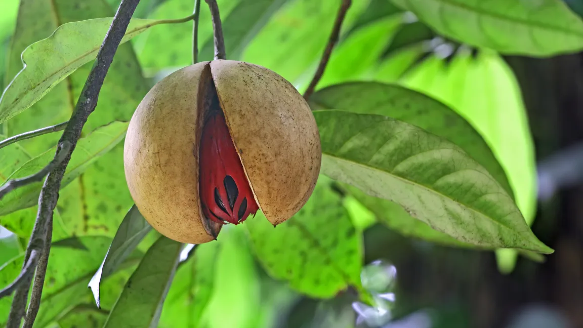 Bei der Muskatnuss handelt es sich eigentlich um die Samen in den Früchten des Muskatnussbaums. Foto: AdobeStock