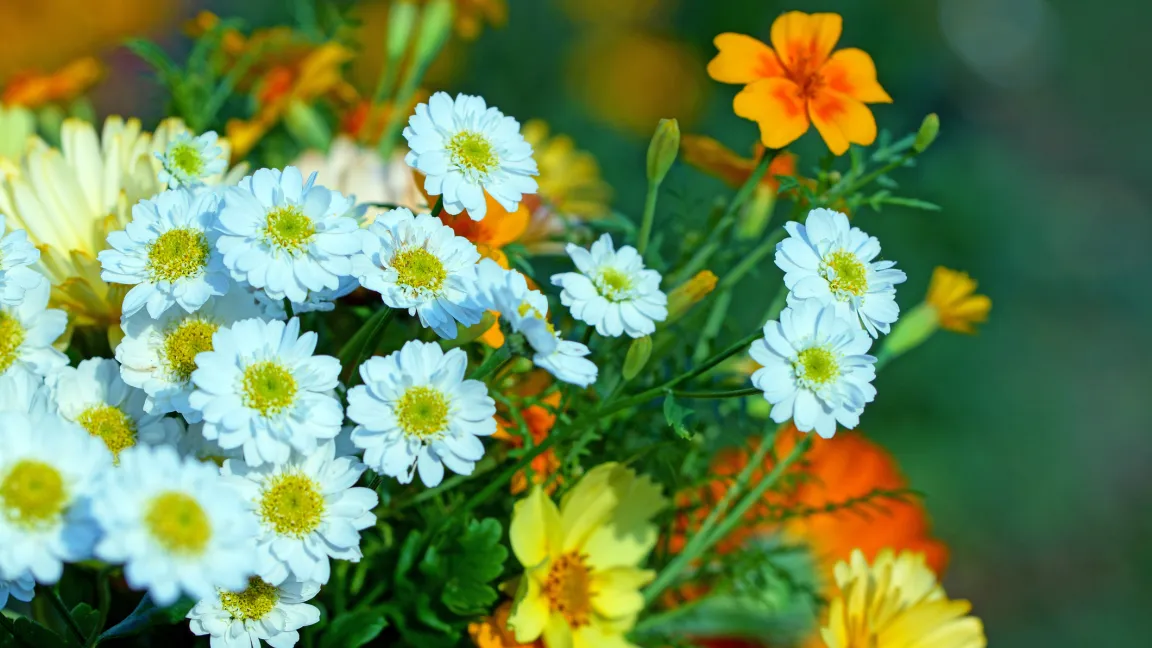 Mutterkraut wird oft als Zierpflanze in Bauerngärten kultiviert. Foto: istock