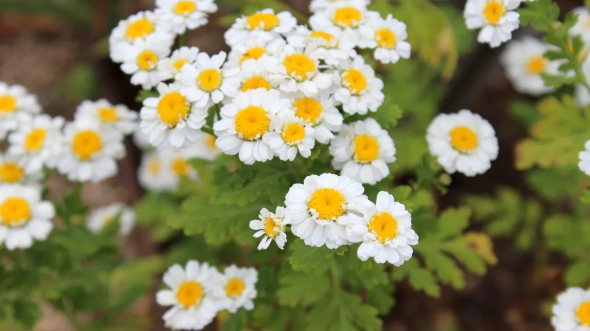 Mutterkraut ist eine ausdauernde krautige Pflanze mit einer Wuchshöhe von etwa 30 bis zu 80 Zentimeter. Foto: kraeuterverzeichnis.de