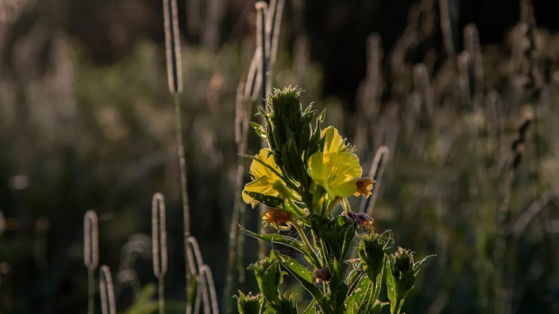 Erst in der Abenddämmerung öffnen sich die Blüten der Nachtkerze und blühen dann eine Nacht lang. Foto: shutterstock