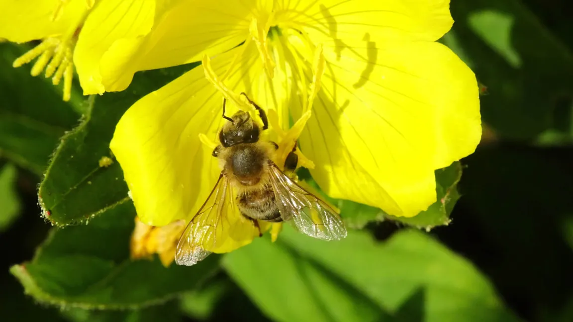 Die Blüten der Nachtkerze werden gerne von Nachtfaltern oder Bienen besucht. Foto: istock