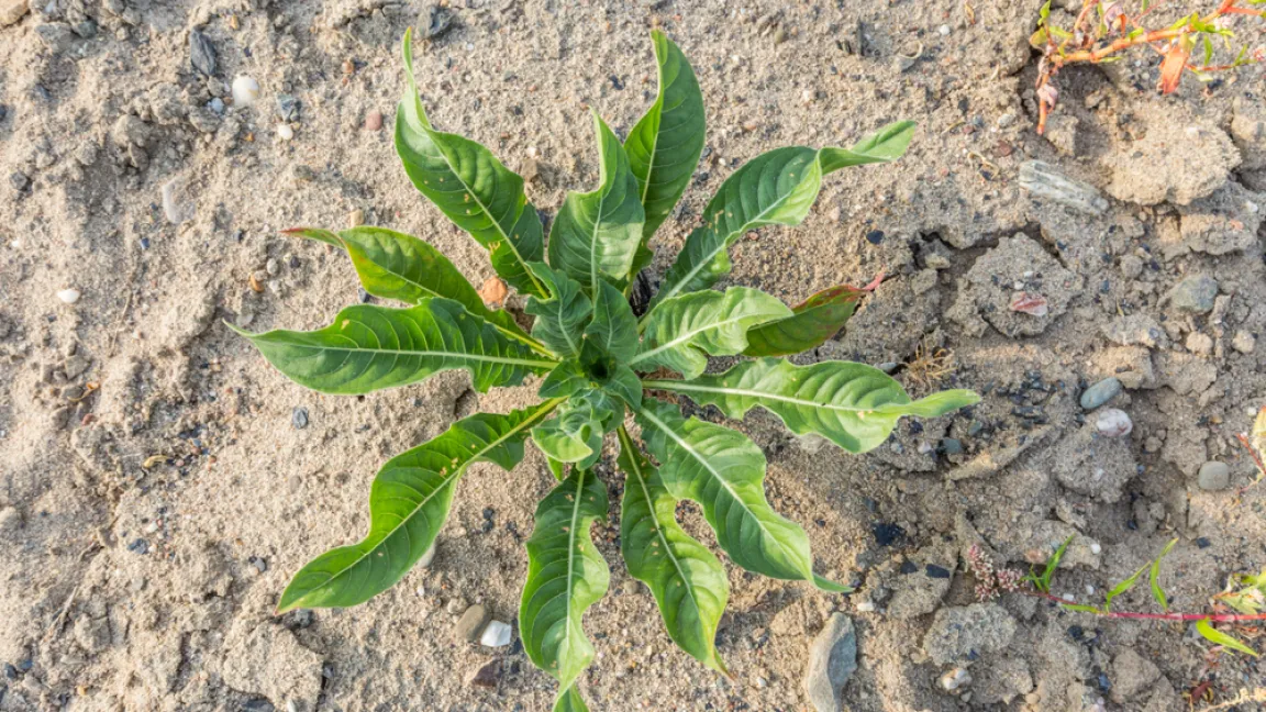 Wenn man die Rosette der Nachtkerze im Frühjahr austreiben lässt, dann bildet sich im zweiten Jahr der bis zu 2 Meter hohe Blütenstand mit gelben Blüten. Foto: shutterstock