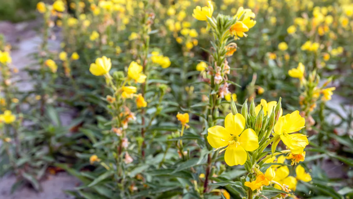 Nachtkerzen lieben offene Schuttflächen. Foto: istock