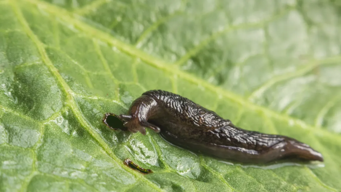 Nacktschnecken können hohe wirtschaftliche Schäden in der Landwirtschaft anrichten, da ihnen alles schmeckt, was auf den Feldern wächst. Foto: istock