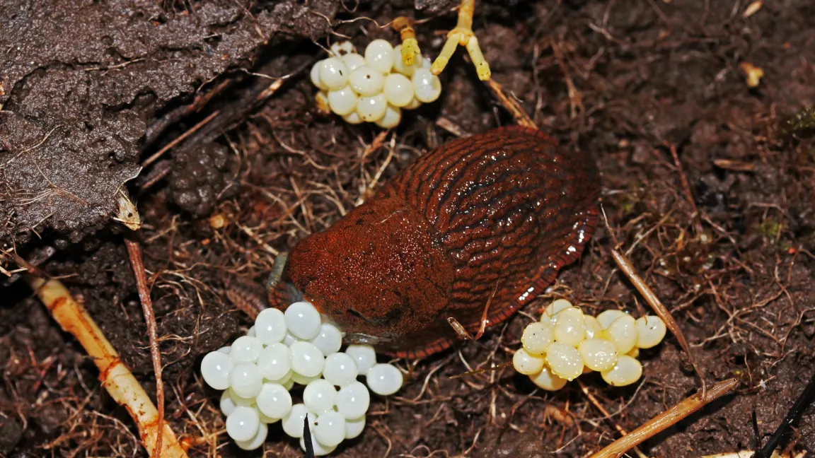 Jede Schnecke kann bis zu 300 Eier legen. Foto: Fotolia