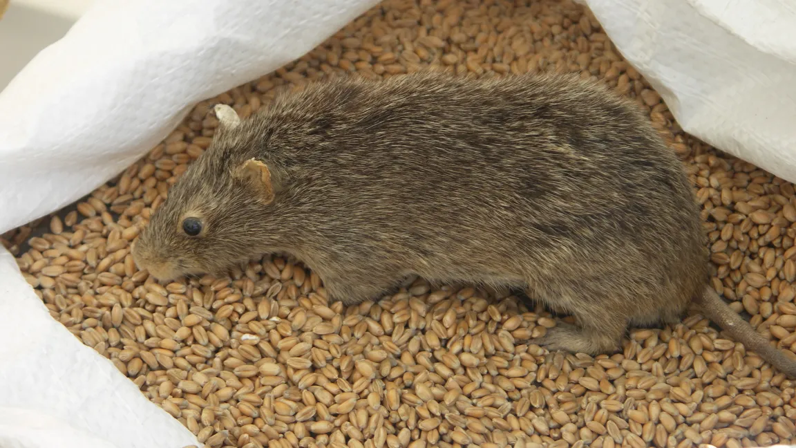 Ratten verursachen vor allem hygienische Probleme, weil sie gefährliche Krankheiten wie infektiöse Gelbsucht, Trichinose, Salmonellose oder Typhus und Tollwut übertragen können. Foto: Matthias Wiedenau