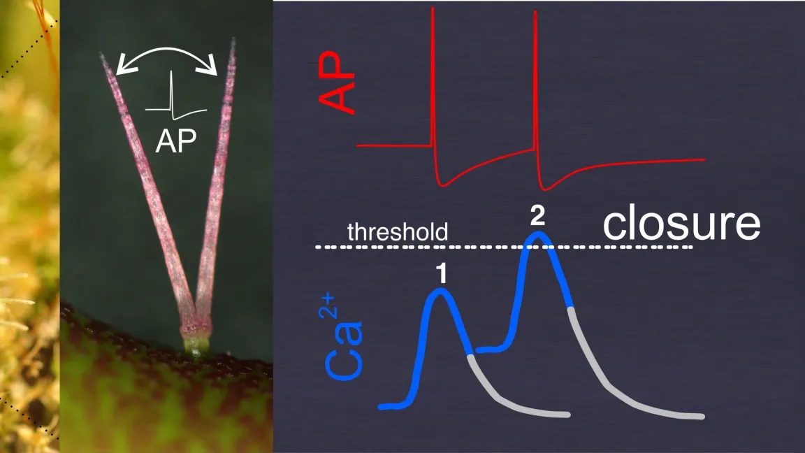 Berührt ein Beutetier die Sinneshaare der Venusfliegenfalle, wird ein Aktionspotenzial ausgelöst. Diese elektrische Information wird dann in eine chemische Calciumwelle übersetzt. Foto: Sönke Scherzer / Universität Würzburg