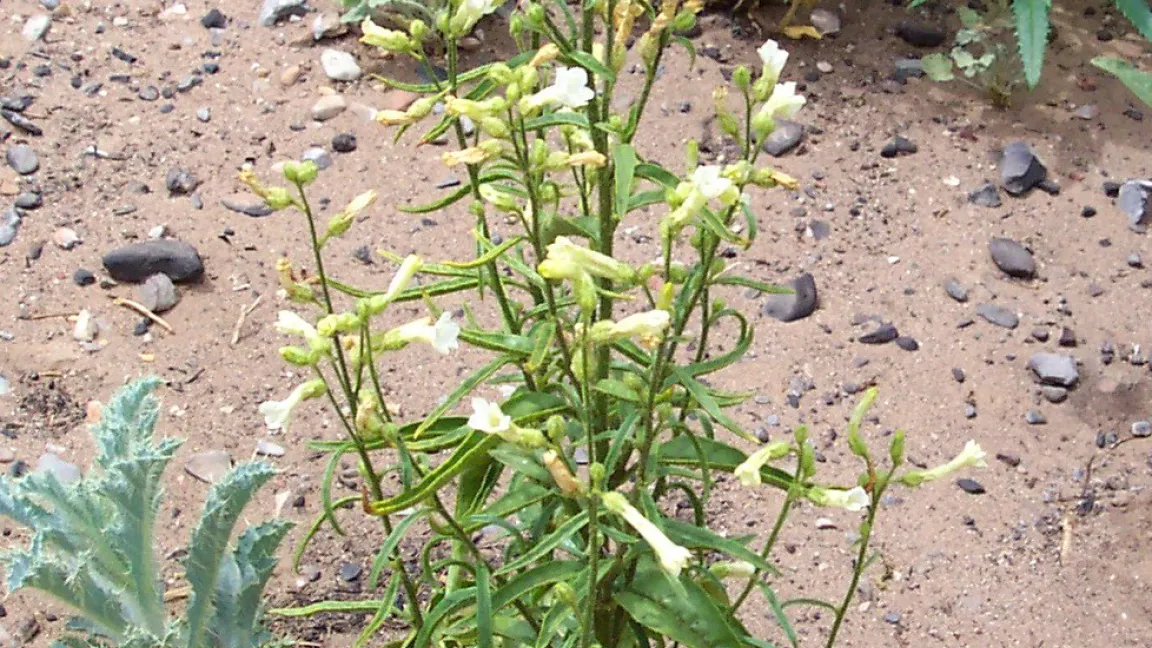 Der Kojotentabak (Nicotiana attenuata) wurde von einigen Indianerstämmen als Rauchtabak verwendet und aus diesem Grund an Siedlungsstätten kultiviert. Historisch überliefert ist aber auch die Anwendung als Pflanzenmedizin. Foto:© Dcrjsr / wikipedia