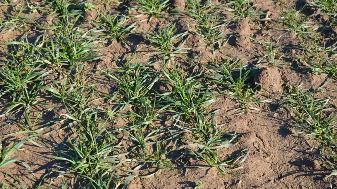 Gut entwickelter Weizenbestand Ende Februar. Hier kann die Startdüngung in kalkulierter Höhe gegeben werden. Foto: Matthias Wiedenau