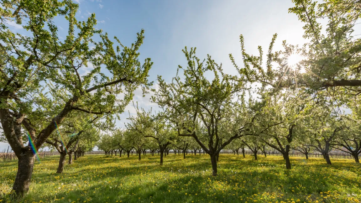 Mirabellenbäume haben ausladende Kronen und benötigen relativ große Pflanzabstände. Foto: istock