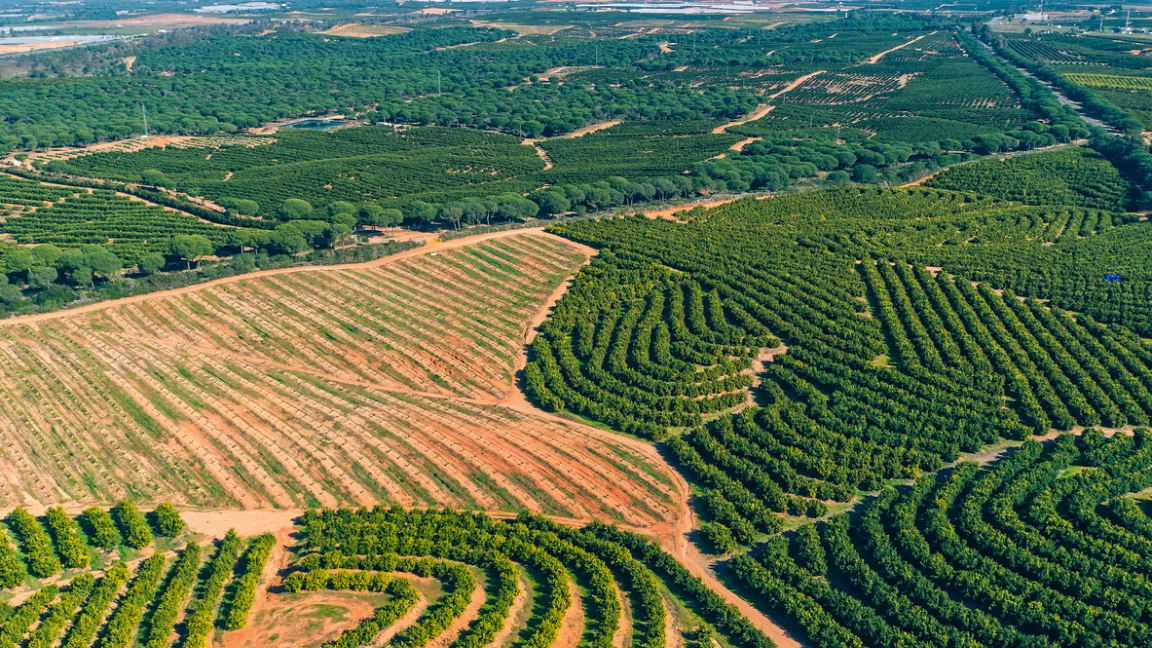 Mandarinenplantage in Spanien, dem größten Erzeuger in der EU. Foto: istock