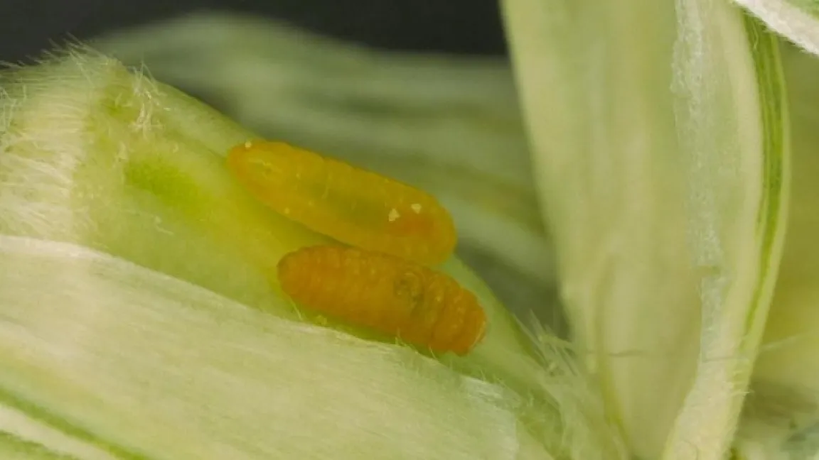 Die Schädlinge (hier die Orangerote Weizengallmücke) befallen neben Weizen auch Gerste, Roggen und Triticale. Foto: Jörn Lehmhus, JKI