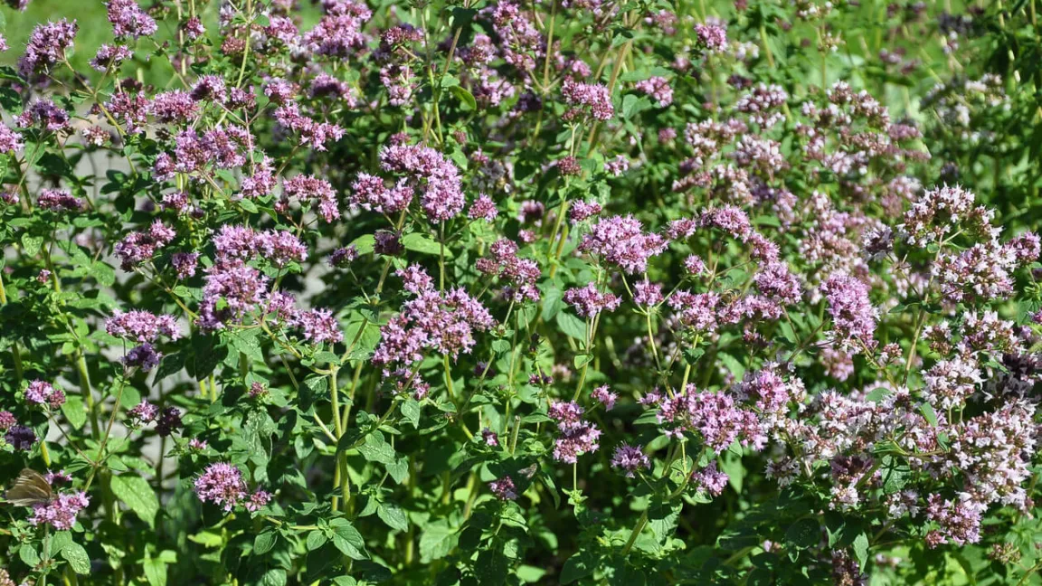 Die ausdauernde krautige Oregano-Pflanze kann eine Wuchshöhe von bis zu 70 Zentimetern erreichen. Foto: istock