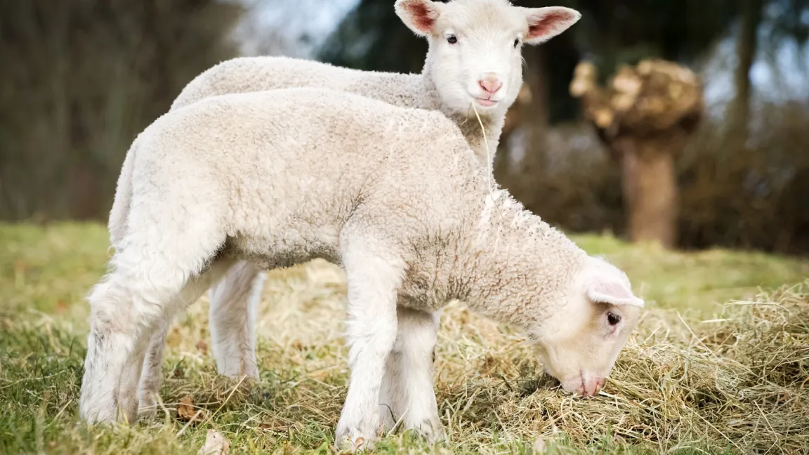 Oft kommt an Ostern traditionell Lammfleisch auf den Tisch. Foto: Fotolia