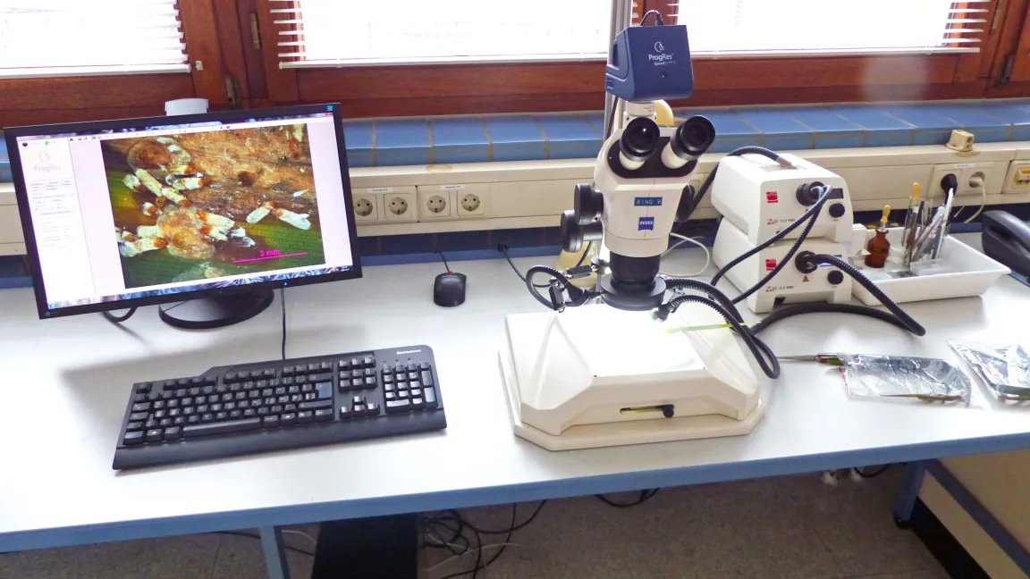 Diagnostik von Schadursachen. Foto: Pflanzenschutzamt Berlin