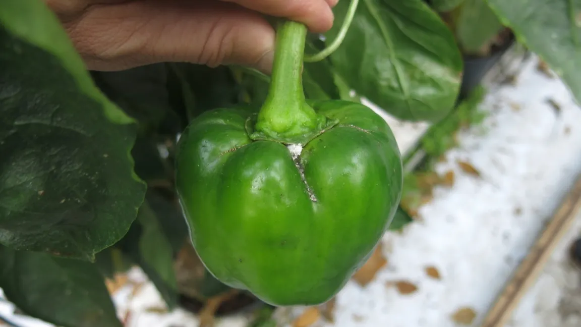 Die Bougainvillea-Wollläuse leben vornehmlich an den Blattunterseiten, dort konnten bis zu 100 Schädlinge je Blatt gezählt werden. Häufig waren sie auch an den Blattstängeln und gelegentlich am Fruchtkelch zu entdecken. Foto: Kahrer, AGES
