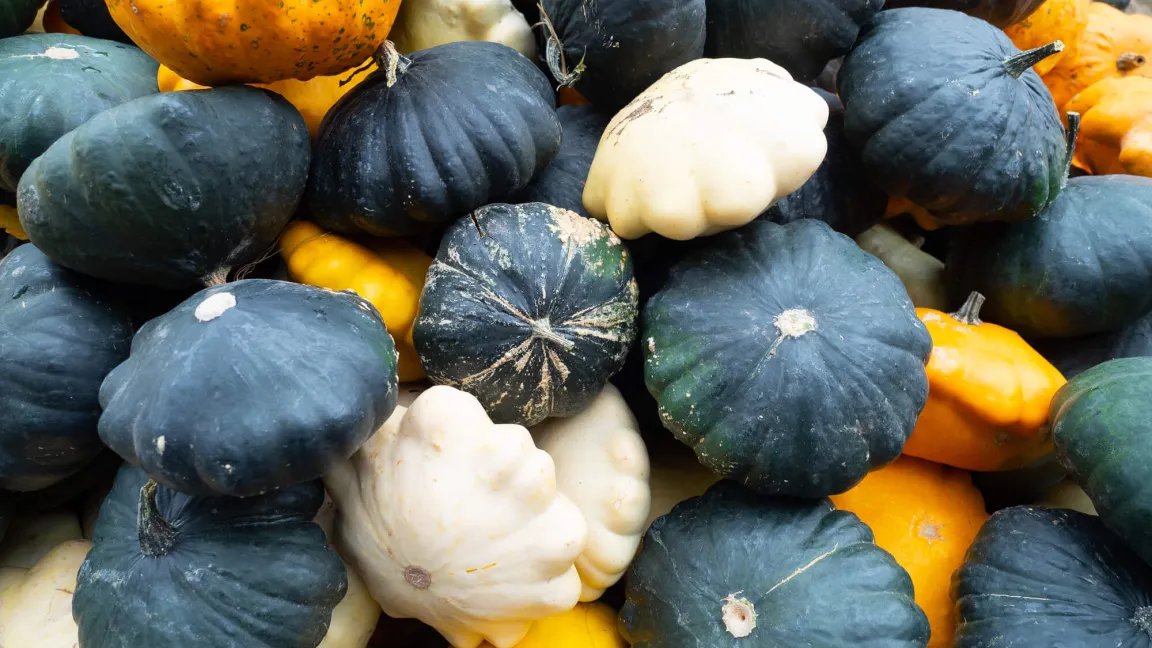 Als Delikatesse gelten jung geerntete Patisson-Kürbisse. Foto: istock