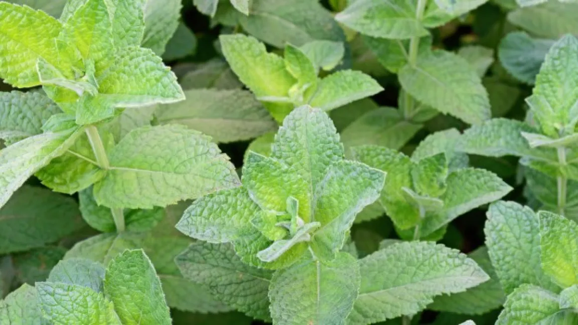 Pfefferminze wird sowohl gewebsmäßig als auch im Hausgarten angebaut. Foto: Fotolia