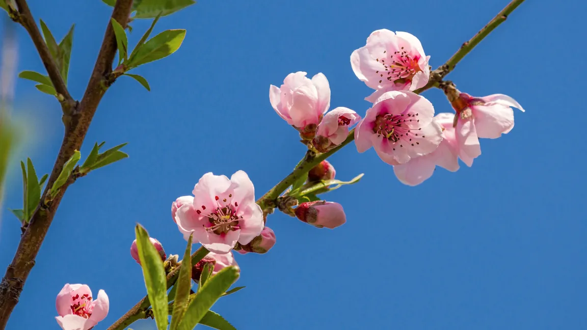 Am Pfirsichblütentag werden sowohl Puppen, die japanischen Töchter als auch die Pfirsichblüte gefeiert. Foto: istock