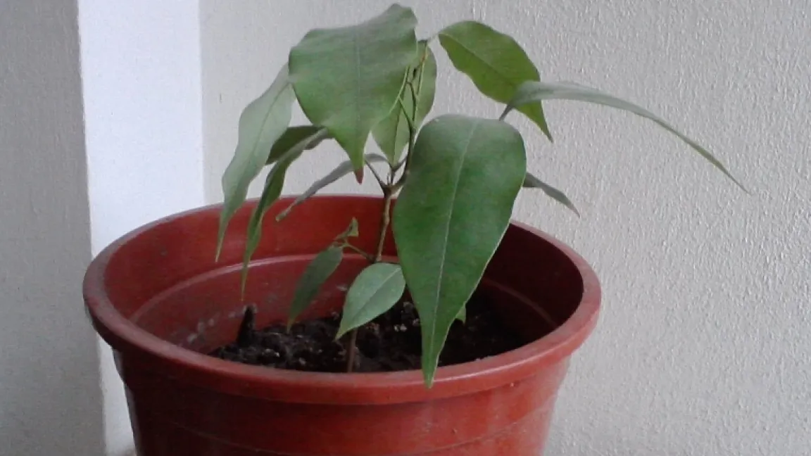 Einjährige Litschipflanze. Foto: fast-alles.net